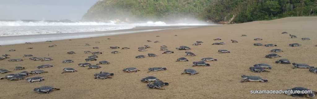 sukamade,sukamade java,sukamade beach,sukamade beach turtle,sukamade adventure tour,sukamade,sukamade indonesia,sukamade turtle beach,sukamade map,sukamade banyuwangi,sukamade tour,sukamade guest house,sukamade turtle conservation,sukamade tour price,sukamade java,sukamade turtle beach tour,sukamade beach,sukamade beach turtle season,sukamade adventure,sukamade adventure tour ,sukamade turtle tour,sukamade beach map,sukamade homestay,sukamade beach accommodation,sukamade accommodation,alas sukamade,como ir a sukamade,sukamade beach tour,sukamade beach guesthouse,sukamade beach indonesia,sukamade beach java,sukamade beach hotel,sukamade camping ground,sukamade dimana,dusun sukamade banyuwangi,hotel di sukamade banyuwangi,desa sukamade banyuwangi,desa sukamade,dusun sukamade,penginapan di sukamade,penginapan di sukamade banyuwangi,hotel di sukamade,penyu di sukamade,sukamade turtle beach east java,wisma sukamade guest house,sukamade hotel,hutan sukamade,hotel sukamade banyuwangi,teluk hijau sukamade,penyu hijau sukamade,bromo ijen sukamade tour,teluk ijo sukamade,sukamade indonesie,sukamade jember,sukamade jawa timur,pantai sukamade jember,pantai sukamade jawa timur,sukamade beach (jawa timur),sewa jeep sukamade,sukamade turtle beach java,akses ke sukamade,tour ke sukamade,kalibaru sukamade,jalan ke sukamade,perjalanan ke sukamade,cara ke sukamade,travel ke sukamade,sukamade lodge,lokasi sukamade,lokasi sukamade banyuwangi,sukamade meru betiri,malang sukamade,sukamade to mount bromo,mess sukamade,misteri sukamade,pantai sukamade meru betiri,jalan menuju sukamade,tiket masuk sukamade,sukamade national park,taman nasional sukamade,sukamade penyu,sukamade pantai penyu,penginapan sukamade,pantai sukamade,pantai sukamade bwi,pulau sukamade,perkebunan sukamade,pt sukamade baru,pulau sukamade banyuwangi,sukamade resort,sukamade turtle refuge,meru betiri resort sukamade,rute sukamade,sukamade turtle season,sukamade turtles,sukamade tour banyuwangi,margo utomo sukamade,asal usul sukamade,visit sukamade,sukamade weather,sukamade wikipedia,wisma sukamade,wisata sukamade banyuwangi,wisata sukamade,paket wisata sukamade,paket wisata sukamade banyuwangi,tempat wisata sukamade banyuwngi,sukamade weer